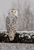 01.23.2019 Snowy Owl, Bubo scandiacus1.jpg