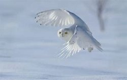 01.23.2019 Snowy Owl, Bubo scandiacus9.jpg