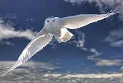 01.23.2019 Snowy Owl, Bubo scandiacus8.jpg