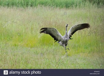 01.30.2019 Common Cranee, Grus grus female.jpg