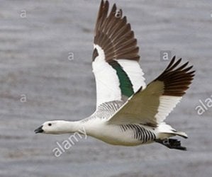 01.31.2019 Male Upland Goose showing green stripe.jpg