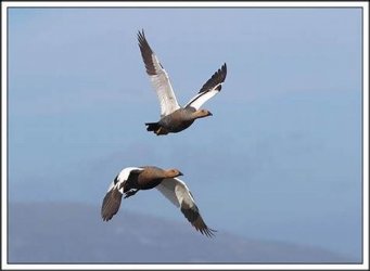 01.31.2019 Upland Geese flying.jpg