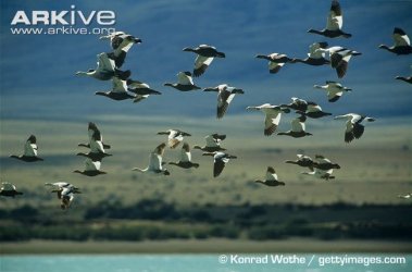 01.31.2019 Upland Geese Flock Flying.jpg
