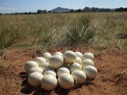02.03and04.2019 Common Ostrich1 Struthio camelus Clutch of Eggs.jpg