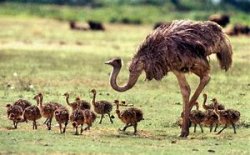 02.03and04.2019 Common Ostrich2 Struthio camelus  Mom and Chicks.jpg