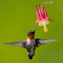 Hummingbird pollinating columbine2, tasting nectar.jpg