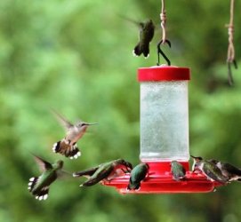 Hummingbirds, with-ruby-throats.jpg