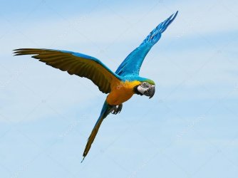 depositphotos_113857696-stock-photo-blue-and-yellow-macaw-ara.jpg