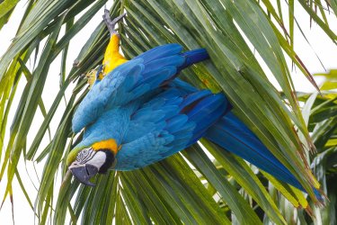 01.05.2019 blue and yellow macaw, Ara ararauna5.jpg