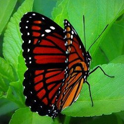 03.l08.2019, Viceroy Butterfly4.jpg