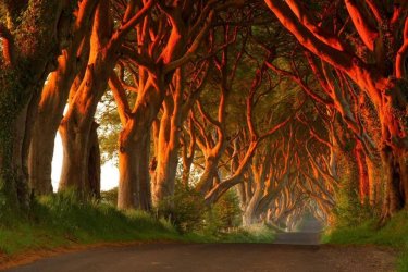 https___blogs-images.forbes.com_ceciliarodriguez_files_2016_07_Dark-Hedges-2-1200x800.jpg