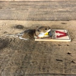 mouse_trap_life-size_mount_for_sale_19895_the_taxidermy_store.jpg