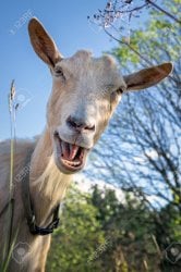 goat-laughs.jpg