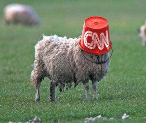 sheep cnn.jpg