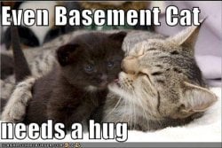 $funny-pictures-even-basement-cat-needs-a-hug.jpg