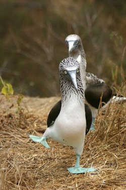 $dancing blue-footed booby.jpg