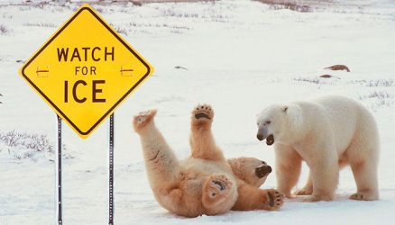 slipping polar bears.jpg