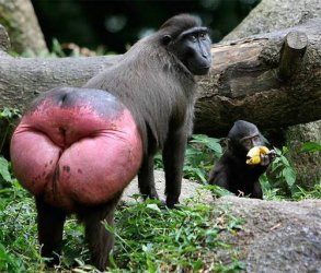 red ass baboon.jpg