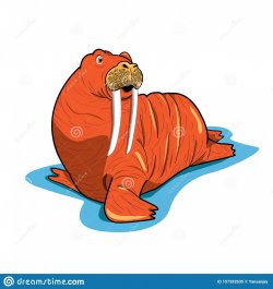 chubby-orange-walrus-his-big-long-fang-cartoon-style-illustration-white-background-chubby-oran...jpg