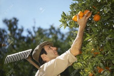 20715533-farmer-picking-oranges.jpg
