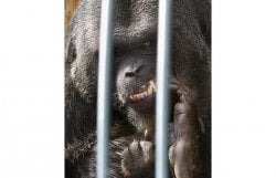 $gorilla-cage_1012874i.jpg