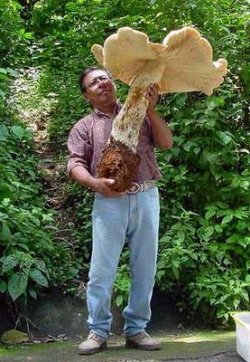 $Giant mushroom.jpg