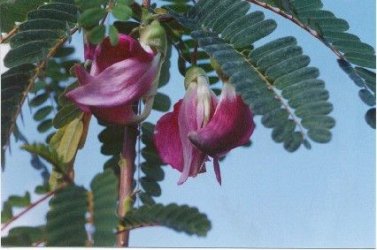 $Sesbania grandiflora pink Hummingbird Treee.jpg