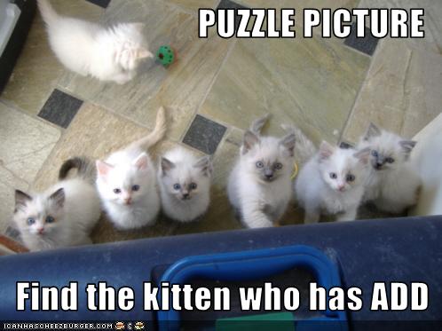 ADHD_Kitten.jpg